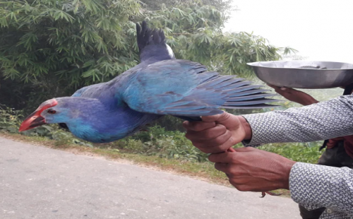 মৌলভীবাজারে হাওর এলাকার পথে-হাটে বেচাকেনা হচ্ছে বিপন্ন পাখি